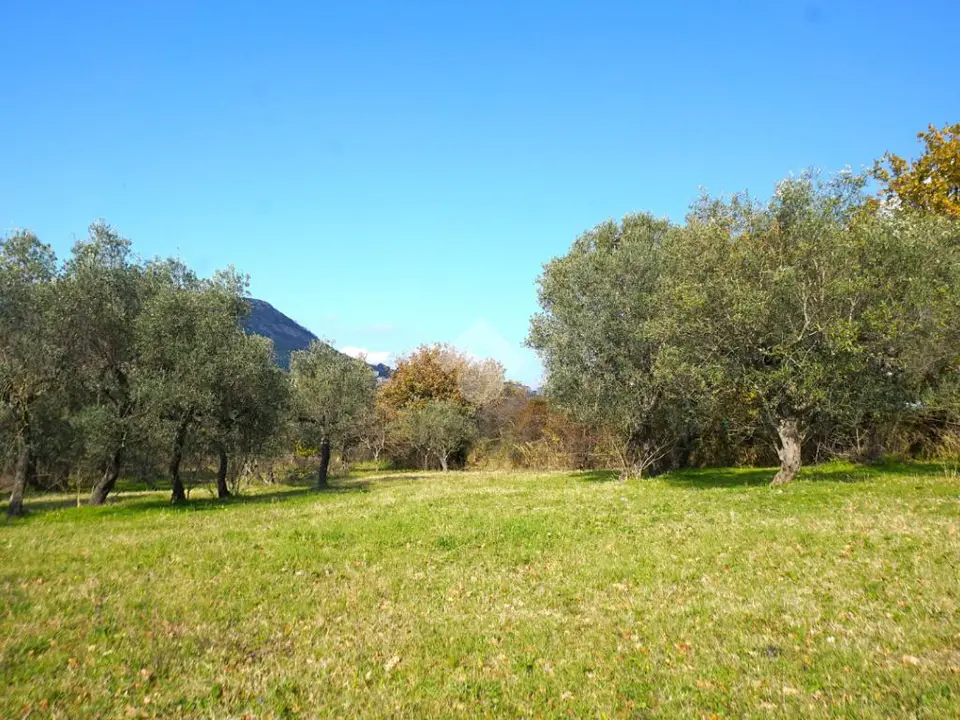 Ter. agricolo in vendita a Montecorvino Rovella