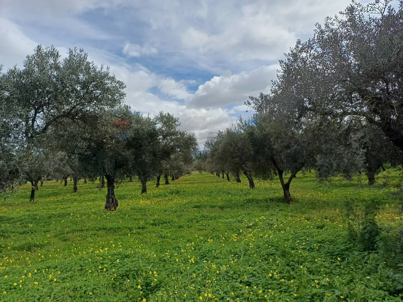 Terreno in Vendita a Chiaramonte Gulfi