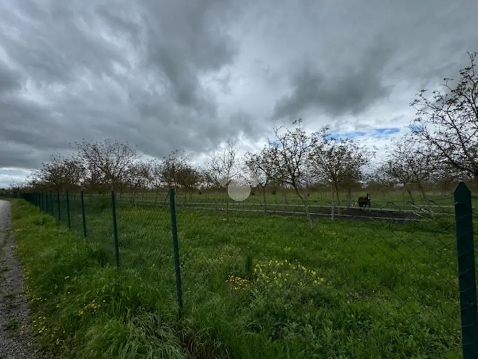 Ter. agricolo in vendita a Spello