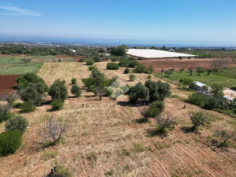 Ter. agricolo in vendita a Polignano A Mare