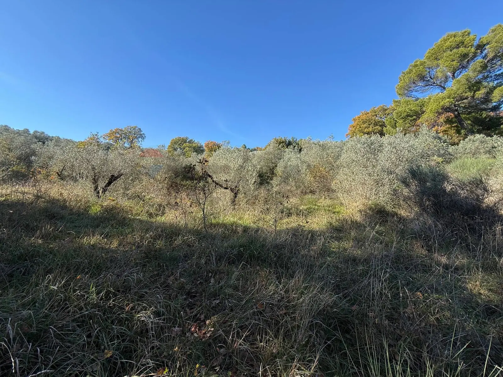 Terreno in Vendita a Bevagna