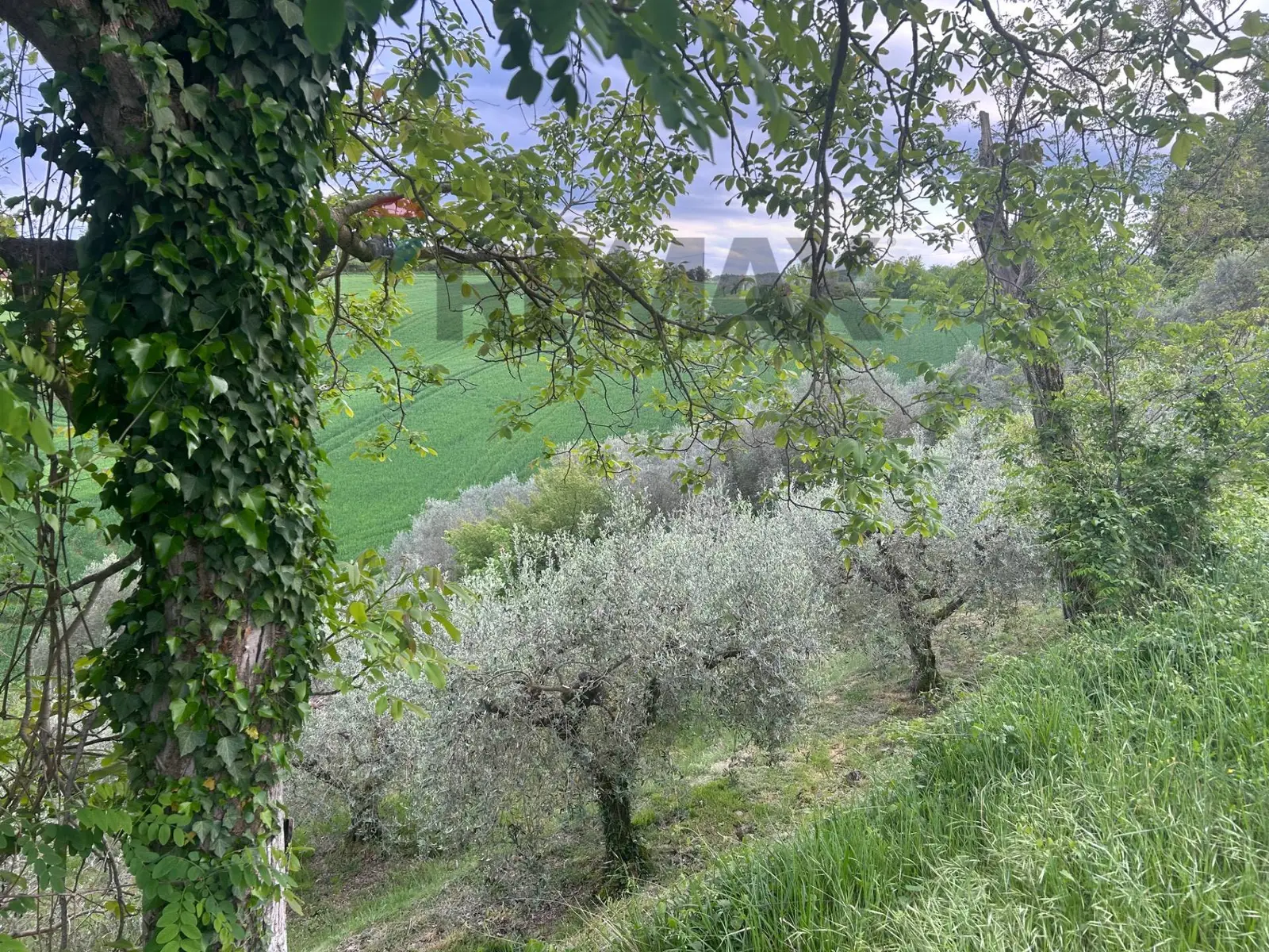 Terreno in Vendita a Marsciano