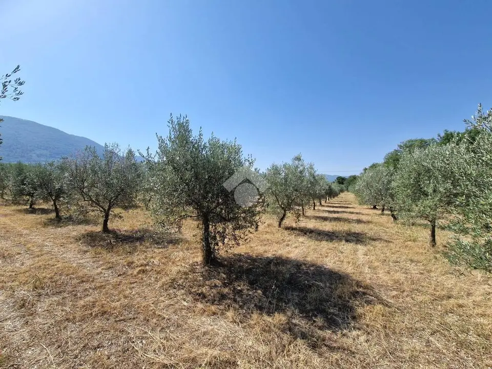 Ter. agricolo in vendita a Spoleto