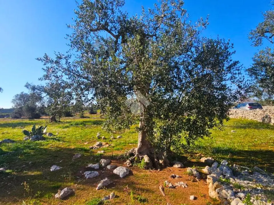 Ter. agricolo in vendita a Nardò