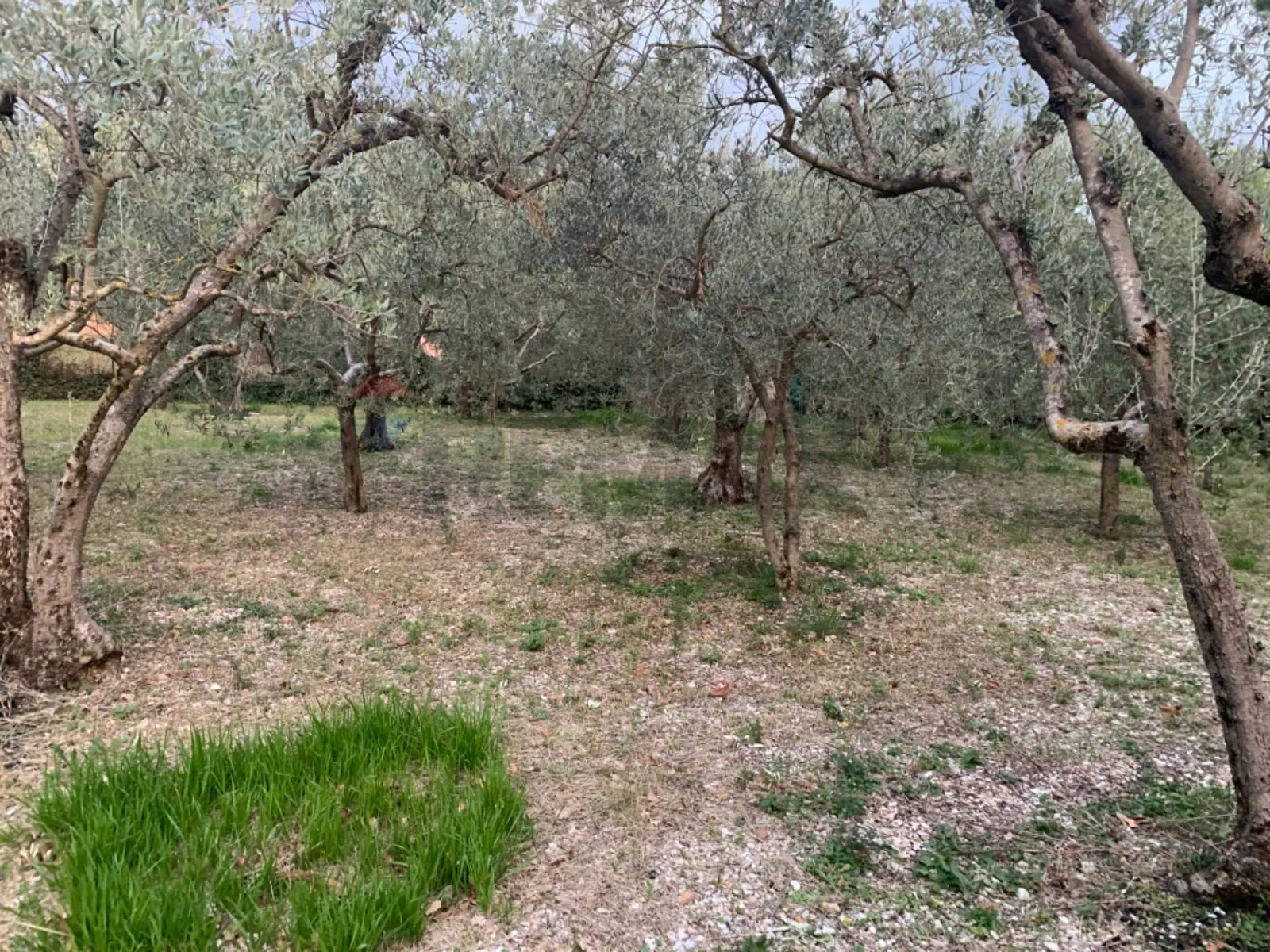 Terreno Edificabile in Vendita a Assisi
