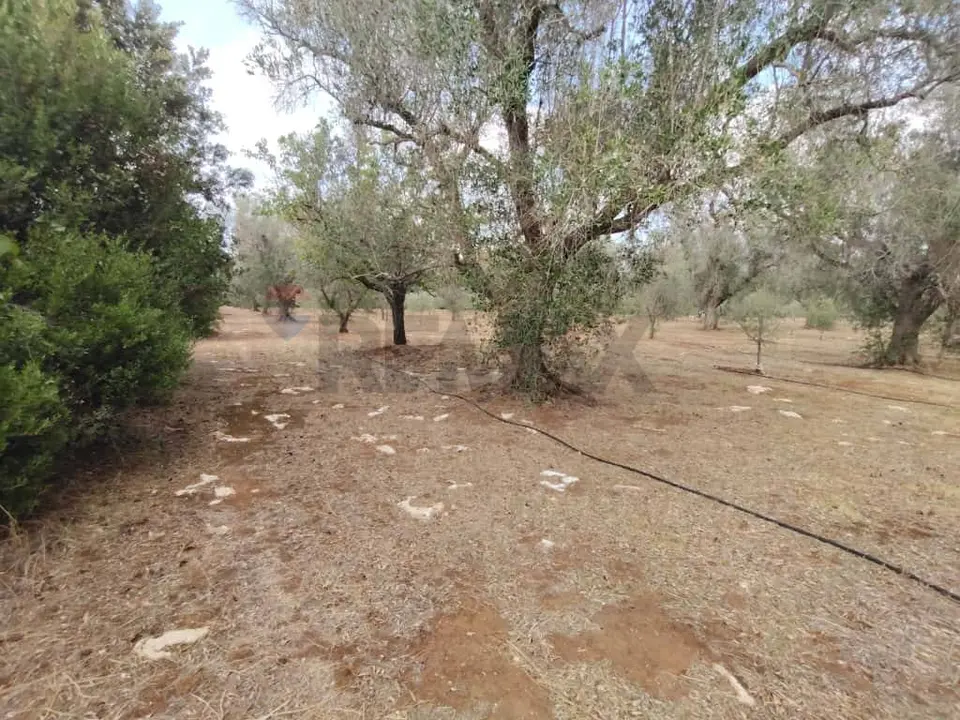 Terreno in Vendita a San Pancrazio Salentino