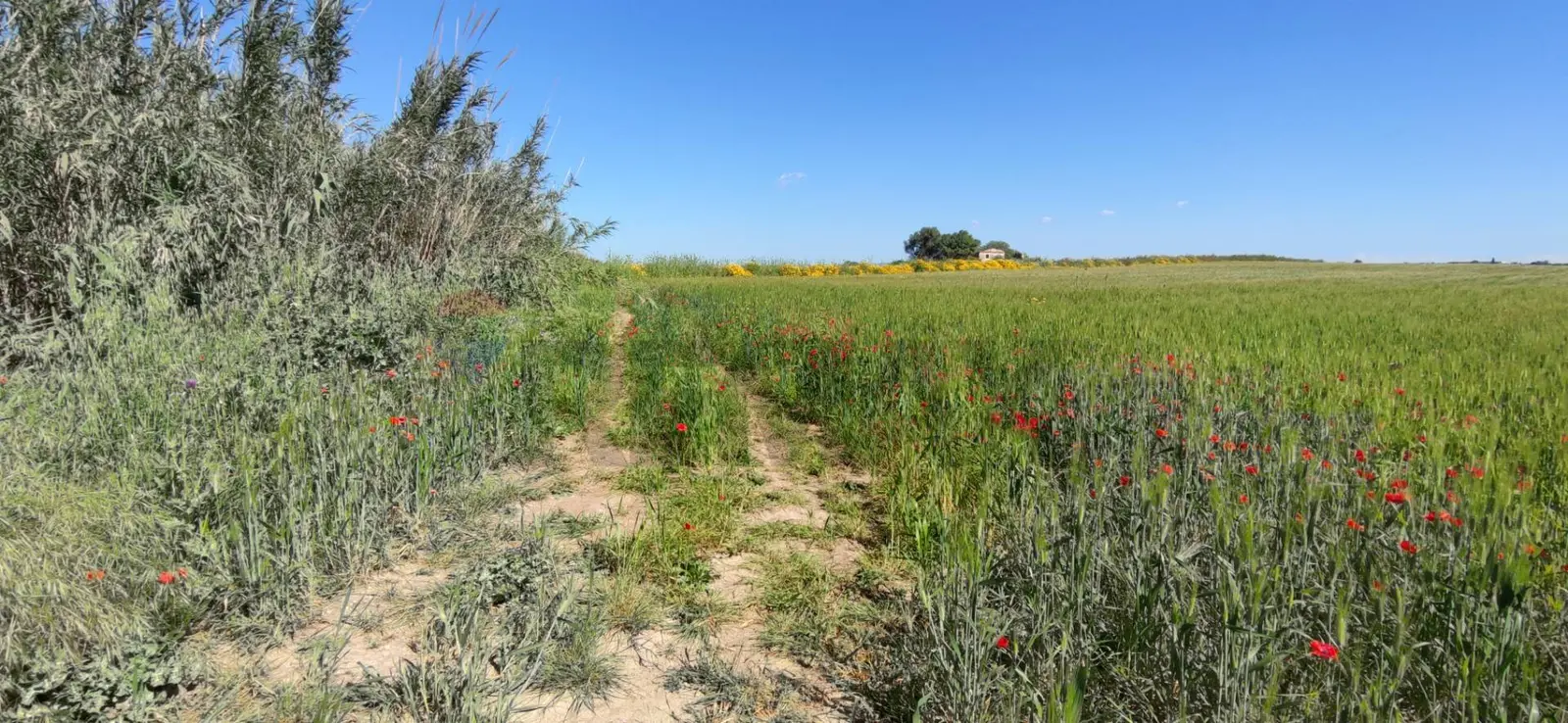 Terreno in Vendita a Noto