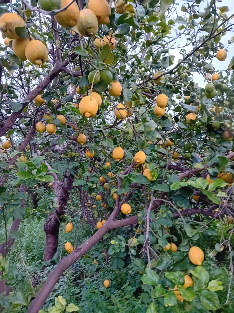 Terreno in Vendita a Acireale