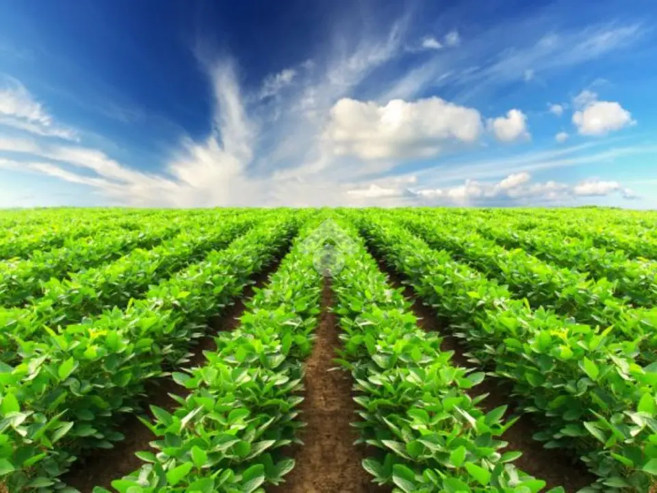 Ter. agricolo in vendita a Polverara