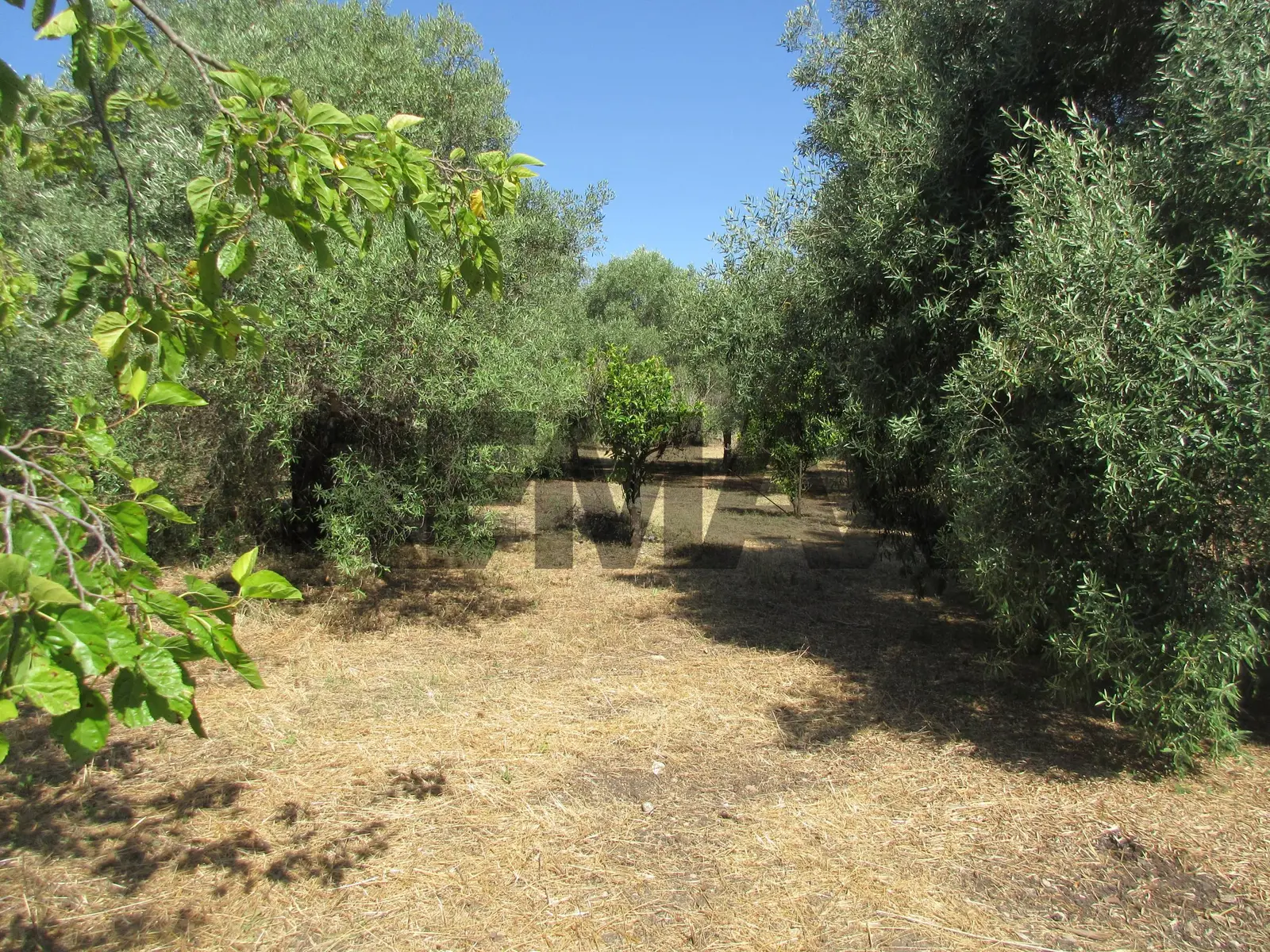 Terreno in Vendita a Melilli